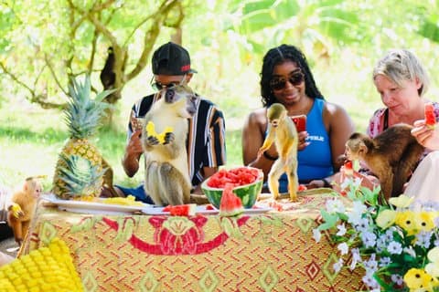Monkey House VIP Punta Cana – 4 Arters Uddannelsestur