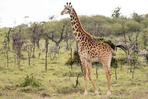Parque Nacional Mikumi : Safari de día completo (traslado SGR a Morogoro)