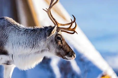 Tromso Reindefodring Samisk Kultur Erfaring