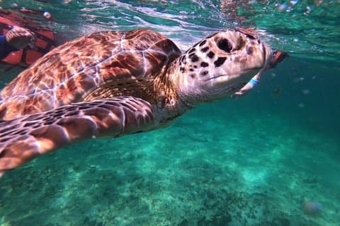 Tulum Snorkeling og Maya ruiner Udsigt fra havet