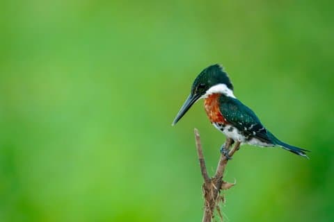 Privat bådtur i Paraguay River