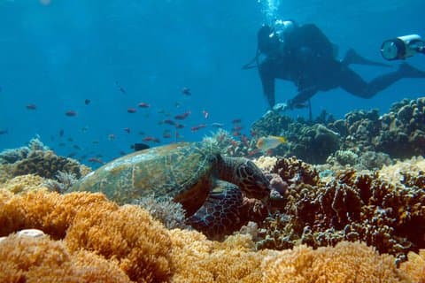 Private Scuba Diving Daytrip to Anilao from Manila
