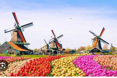 Private Tagestour Windmühlen und Giethoorn inklusive Bootstour
