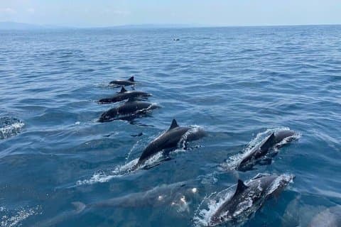 Avvistamento di delfini e tartarughe a Puerto Escondido