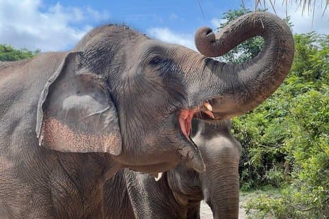 Speciale Kulen Olifantenbostour met luchthaventransfer