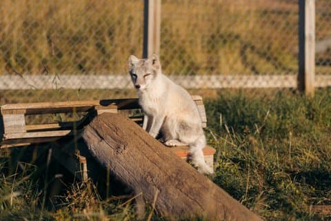 Tour to The Arctic Fox Centre