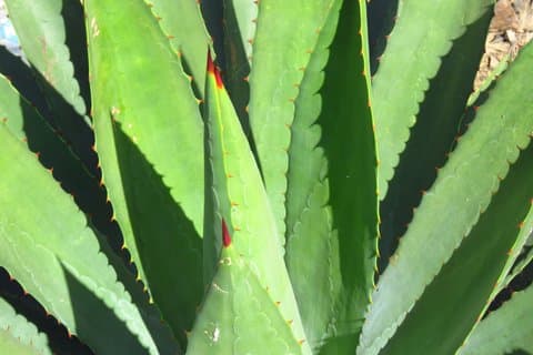 Mezcal-destillerier: Lokale producenter, Palenque og smagning