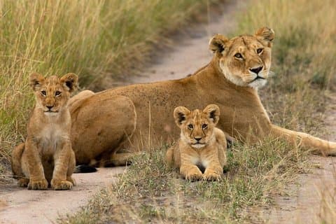 Excursão de 7 dias Masai Mara Nakuru Amboseli