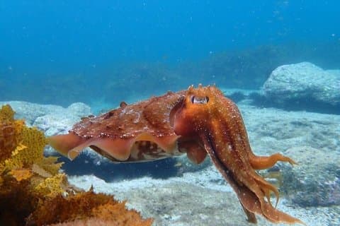 Visita guiada de snorkel en Jervis Bay