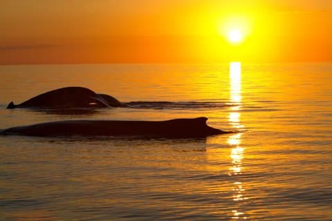 Hervey Bay Sunset Whale Watch med lokale drikkevarer og cookies