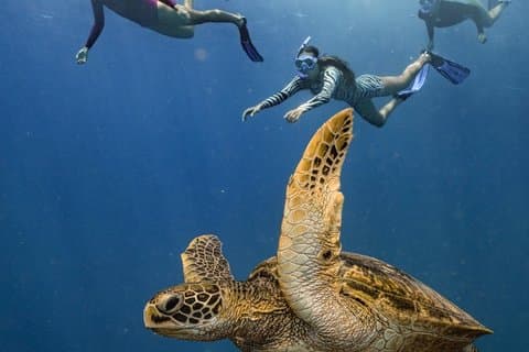 Tahiti – Båttur: snorkling i lagunen og lunsj (maks 6)