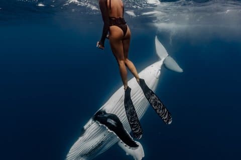 Journée complète Tahiti Private Whale Watching and Snorkeling Expedition