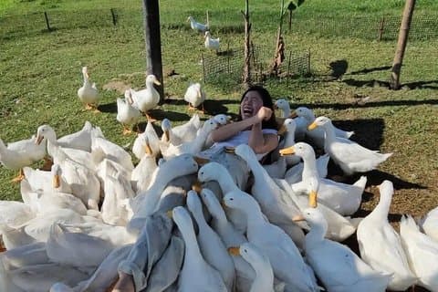 Experience Duck Stop Farm Basket Boat and Buffalo Ride Transfer