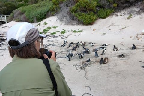 Capetown Group Tour Cape of good hope, Boulders Beach Penguins