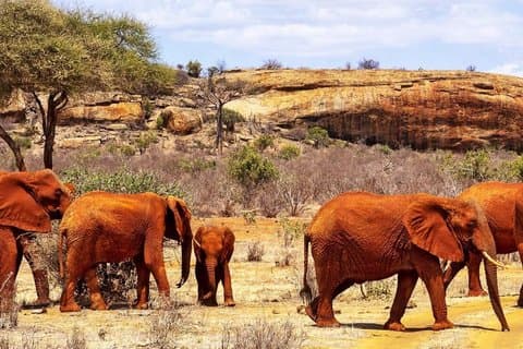 5-dages safari Tsavo East West og Amboseli fra Mombasa / Nairobi