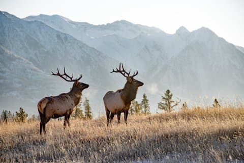 Banff Sunset Wildlife Tour: Spot Bears, Elk & Bighorn
