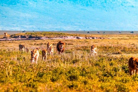 7 - Safari privato di un giorno in Tanzania per trovare il Serengeti e Ngorongoro