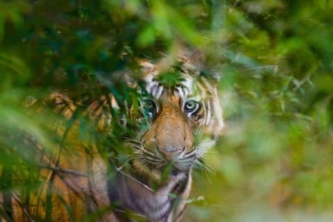 Triángulo de oro de 4 días con safari de tigre Ranthambore desde Delhi