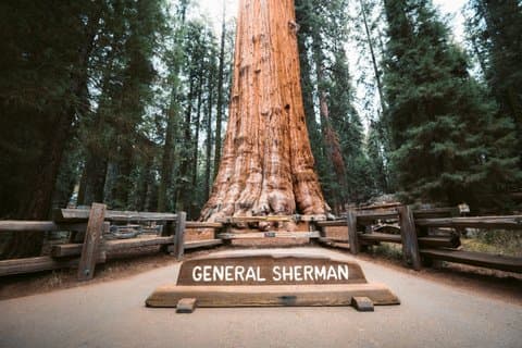 Excursión de un día al Parque Nacional Sequoia Privado de Oakland