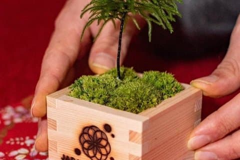 Asakusa Jusen in Moss Art Experience