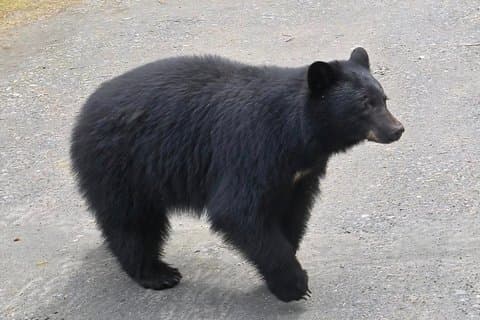Private Van Wildlife Tour