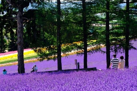 Hokkaido Asahiyama Zoo, Furano und Biei Bustour