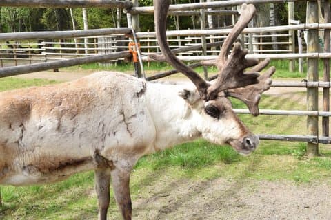 Upplevelser av fjällnära renar - Rovaniemi