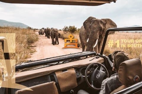 3 timers pilanesberg eftermiddag åbent køretøj safari drev (selvdrev)