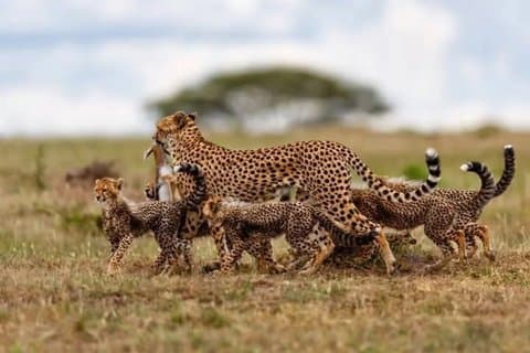 Ngorongoro-Krater bei Gruppen-Tagesausflug Safari