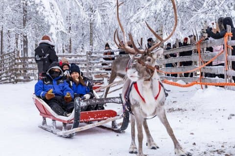 Combo do Ártico, Huskies & Reindeiros - Rovaniemi