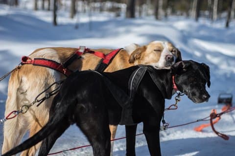 Husky Safari - Rovaniemi