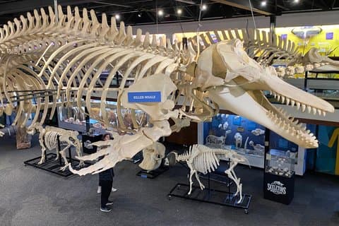 SKELETONS : Museum of Osteology Generel adgang - Oklahoma City