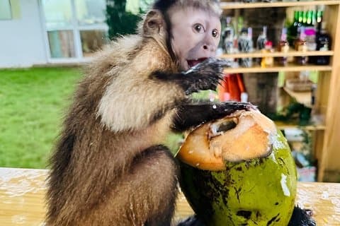 Punta cana: santuario de monos, almuerzo, playa del Macao