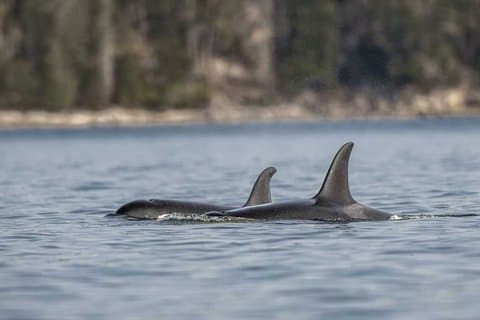 Campbell River - Whale Watching: Privat og budsjett-vennlig