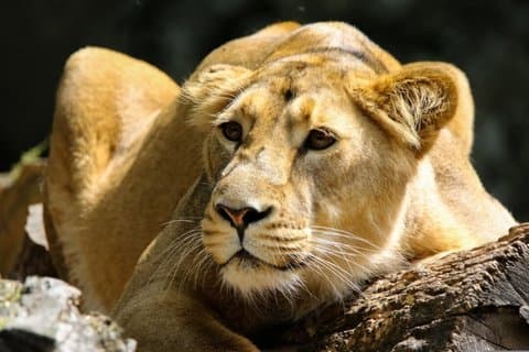 5-dagars Tanzania Safari äventyr