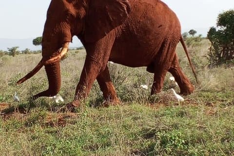 Tsavo East & Taita Salt Lick Lodge: 3-Day Guided Safari Adventure