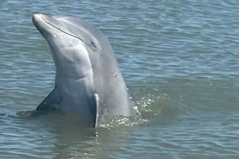 Dolphin watching and shelling boat tour