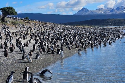 Penguin sighting and tastes of the Beagle Channel.