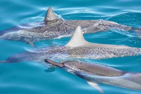 4 Stunden Big Island Dolphin Watch Bootstour, Schnorcheln & Grill Mittagessen