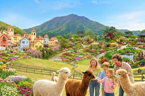 Nami Island, Alpaca, Petite France, Garden of Morning Calm Tour