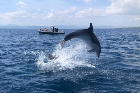 Portisco guidet snorkling- og delfinsafari