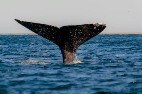 Full Day Whale Watching From Puerto Madryn