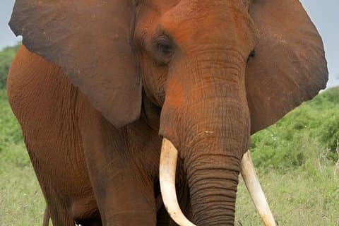 Anmeldelse af Big Five Safari: Day Ultimate Wildlife Adventure