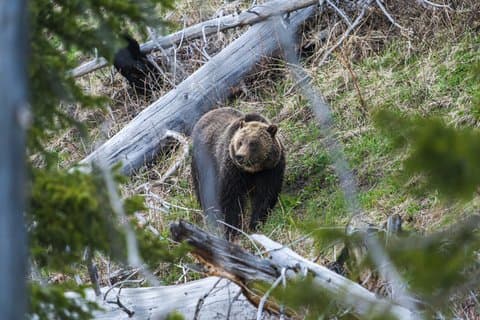 Halbtägige private Tierfotografietour in Yellowstone