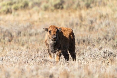3-dagers guidet naturfotograferingstur i Yellowstone