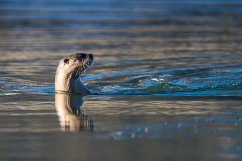 3 Day Guided Wildlife Photography Tour in Yellowstone