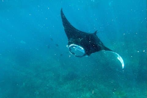 Nusa Penida Snorkeling Manta Point, a maior chance de ver raios de Manta
