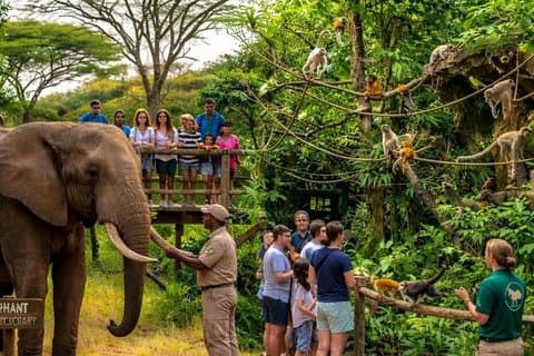 Elephant & Monkey Sanctuary Tour from Johannesburg