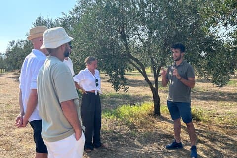 Balestrate Olivenhain-Tour: Wein- und Olivenölverkostung