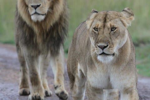 Lion King Safari 3 dager
